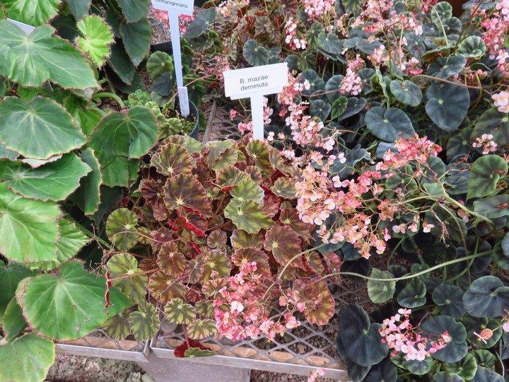 B. mazae var. deminuta